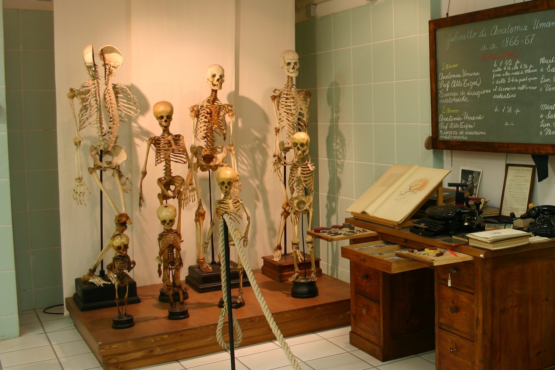 Museo%20Anatomico%2C%20Siena%2C%20Italy%20-%2007.JPG